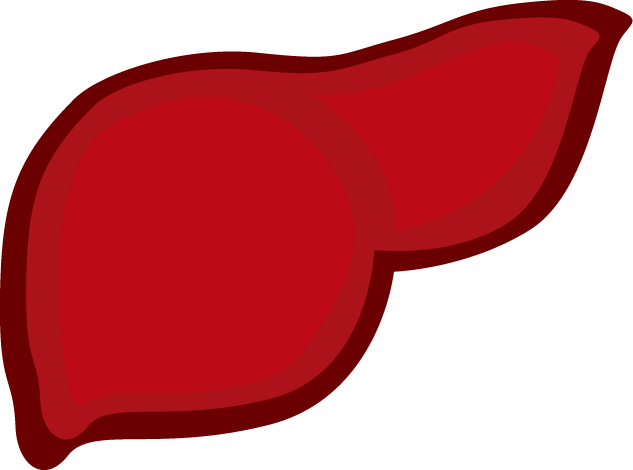 胃腸 肝臓などの臓器や体のイラスト 無料ビジネスイラスト素材のビジソザ