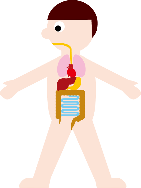 胃腸 肝臓などの臓器や体のイラスト 無料ビジネスイラスト素材のビジソザ